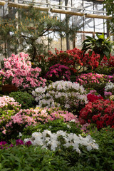 A lush green garden inside a greenhouse, filled with colorful red, white, and pink flowers in full bloom