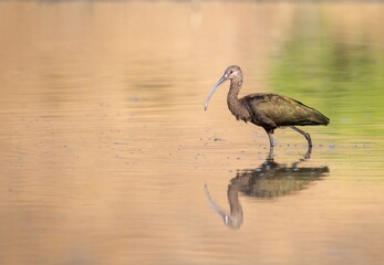 White faced ibis and reflection at golden hour showing off its shimmer in great light