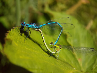 Damselfly dragonfly on leaf summer