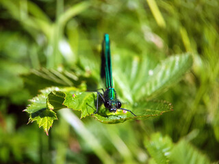 Damselfly dragonfly on leaf summer