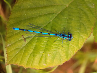 Damselfly dragonfly on leaf summer