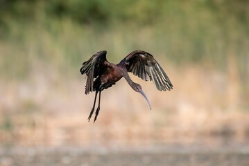 White faced ibis landing with wings wide open at golden hour showing off its shimmer