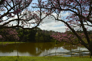 Obraz premium Vista de lago e cerejeira