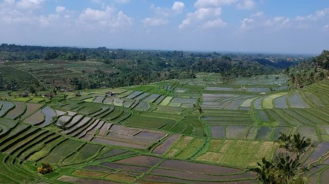 Bali Rice Fields riziere Indonesia green by Drone