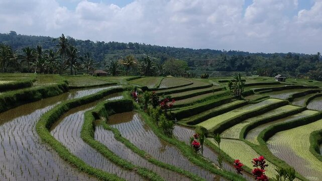 Bali Rice Fields riziere Indonesia green by Drone