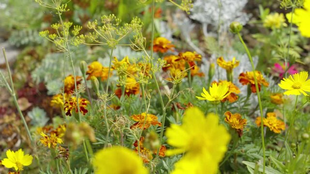 A lush garden of Marigolds and Tickseeds in Michigan.