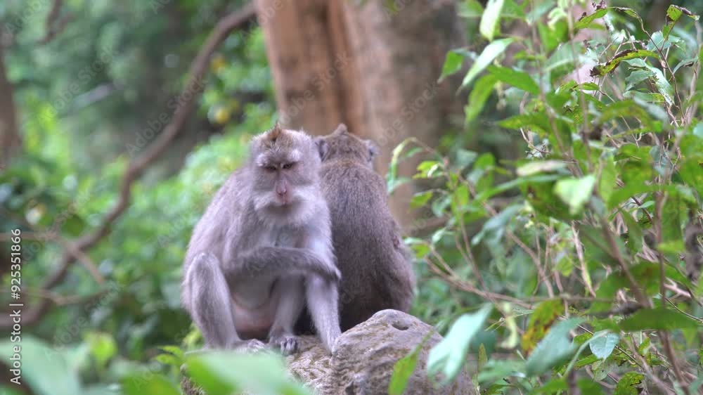 Poster closeup view of monkeys in the monkey forest