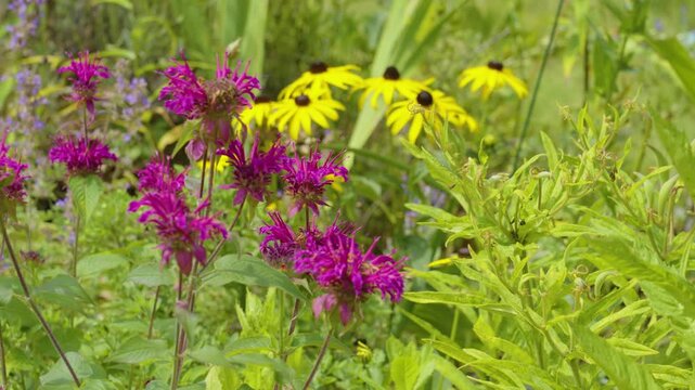 Slow motion look at various Native Michigan Wildflowers.