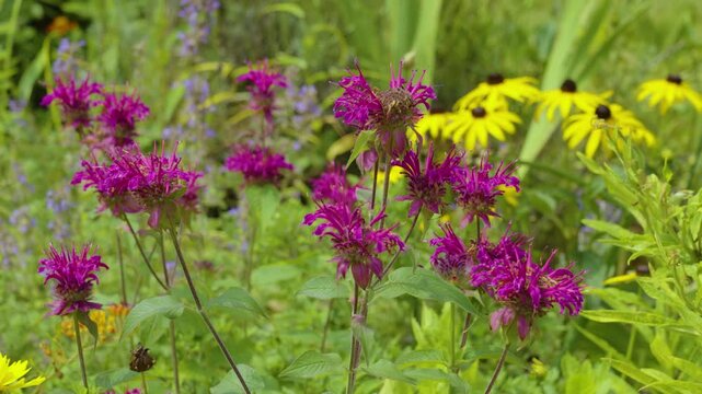Slow rise above garden of wildflowers.