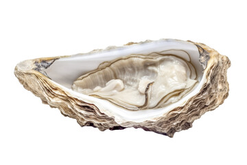 Delikatesse, frische ge&ouml;ffnete halbe Auster, freigestellt vor transparentem Hintergrund, Generative AI