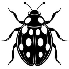 Ash grey lady beetle art vector illustrator