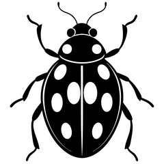 Ash grey lady beetle art vector illustrator