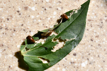 A green leaf, eaten by snails, lies on a mottled surface. Small snails eat a leaf. Selective focus....