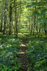 Obraz premium footpath in the forest