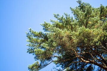 Pine branches against the blue sky.