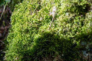Close-up of moss on a tree trunk.