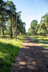 Fototapeta premium Jogging path in the forest.