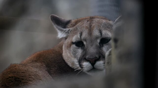 Closeup macro shot of cougar moving head and staring at camera.