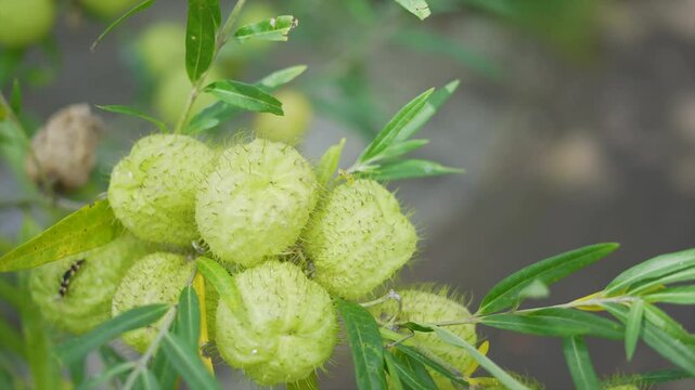 Gomphrena fruticosus, Physocarpus De Gomphocarpus, balloon plant, exotic plant