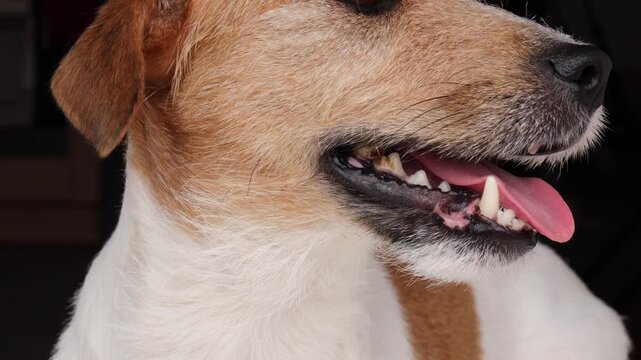 Jack Russell Terrier's teeth with dental stones. dog's dental health against. The dog looks into the frame.
