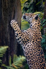 Obraz premium Jaguar climbing a tree in a lush forest, showcasing its spotted coat and muscular build