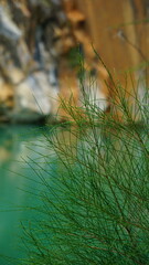 A close-up of a delicate, wispy plant branch in the foreground with a soft, blurred background of a calm, green-blue body of water and natural scenery, evoking a peaceful and serene atmosphere.