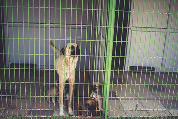 Puppies in a shelter cage looking curious and hopeful for adoption highlighting animal welfare and the importance of sheltering abandoned animals.