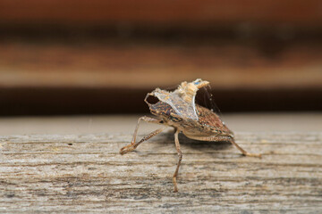 Halyomorpha Halys insect macro photo