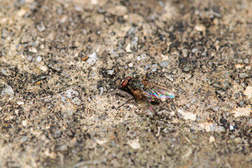macro photo of housefly facing back