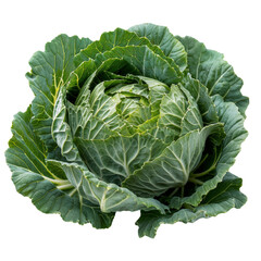 Cabbage on transparent background
