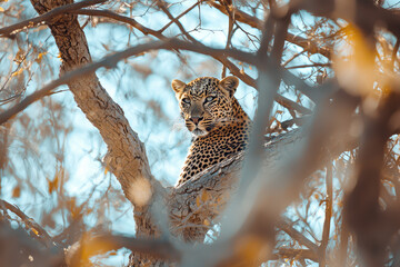 Obraz premium A majestic leopard camouflaged among the branches, showcasing nature's beauty and the art of stealth in a serene environment under clear skies.