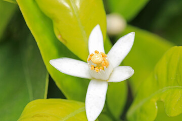 natural green lemon macro photo