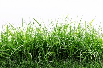 Obraz premium green grass on white background