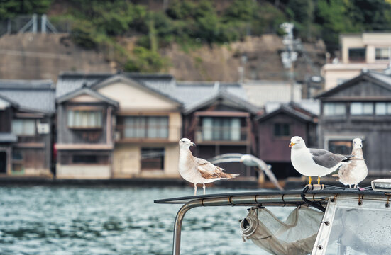 Beautiful scenic view with the wooden traditional waterfront boat houses called funaya around Ine Bay, in the village Ine, Japan. Seagulls on a fishing boat.