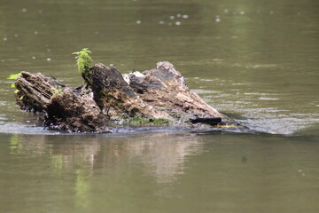 Trunk from a Fallen Tree in a River with Vegetation Growing on it