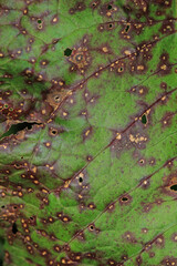 dry brown leaf macro photo
