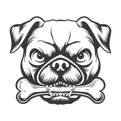 Pug dog cute look head bones keeping the mouth