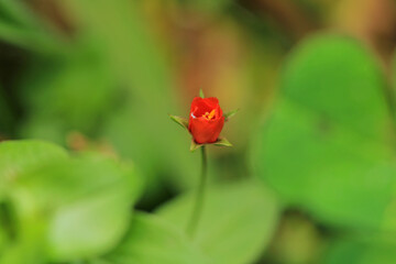 anagallis arvensis flower macro photo