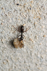Black carpenter ant macro photo
