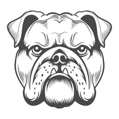 Bulldog head  front veiw two teeth outside of mouth