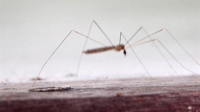A crane fly vibrates on the wall, close up
