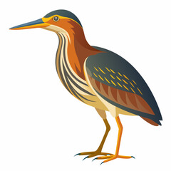 Bittern Art vector illustration