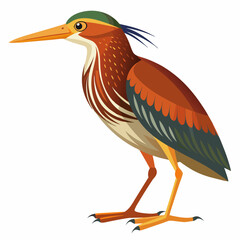 Bittern Art vector illustration