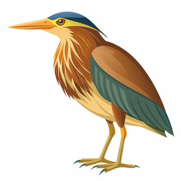 recommend clip art: Bittern Art vector illustration