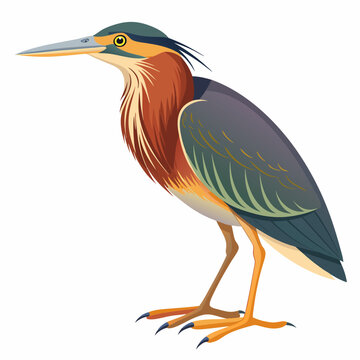recommend clip art: Bittern Art vector illustration