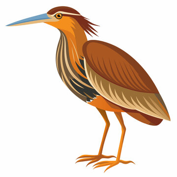 recommend clip art: Bittern Art vector illustration