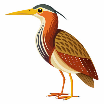 recommend clip art: Bittern Art vector illustration