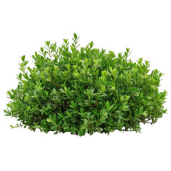 green bush isolated on transparent background