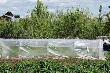 polyethylene greenhouse in a vegetable garden with herbs