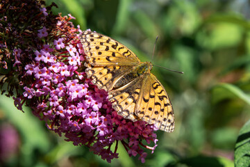 Obraz premium Argynnis paphia butterfly with wings down resting on flower closeup